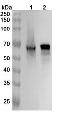 Western blot analysis was performed using anti-INA  polyclonal antibody at 1ug/mL on various samples.
Lane 1: Mouse brain lysate
Lane 2: Rat brain lysate