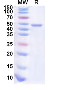 Recombinant Human POU2AF1 Protein, N-His-KSI