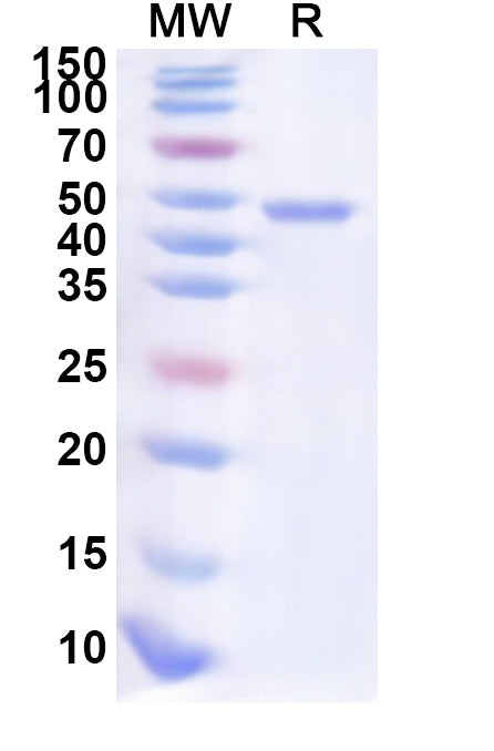 Recombinant Human POU2AF1 Protein, N-His-KSI