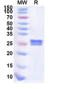 Recombinant Human SGCA Protein, N-His