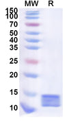 Recombinant Human DUOXA2 Protein, N-His