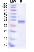 Recombinant Human PCGF3 Protein, N-His