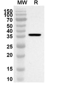 Western blot analysis was performed using anti-KLF9 polyclonal antibody at 1ug/mL on recombinant KLF9 (Catalog No. HA828012).