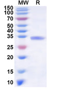 Recombinant Human TNFAIP1 Protein, N-His