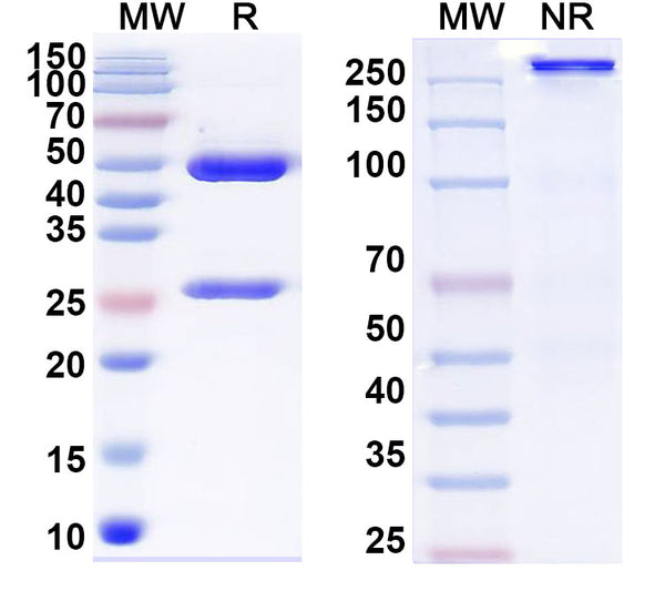 SDS-PAGE for Anti-Human ANAPC2 Antibody (SAA2123)