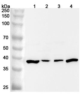 Western blot analysis was performed using anti-SAE1 polyclonal antibody at 1ug/mL on various samples.
Lane 1: Jurkat cell lysate
Lane 2: MCF-7 cell lysate
Lane 3: NIH3T3 cell lysate
Lane 4: HT-29 cell lysate