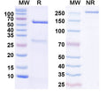 SDS-PAGE for Anti-Alg13 Antibody (N442/28)