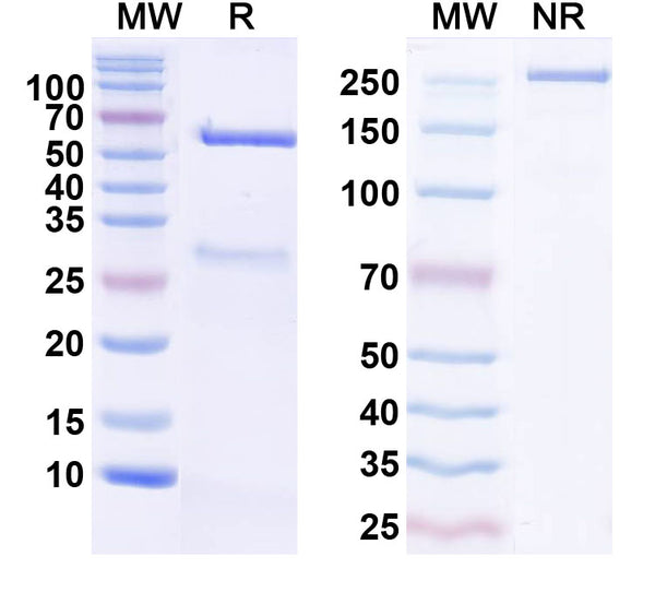 SDS-PAGE for Anti-Alg13 Antibody (N442/28)