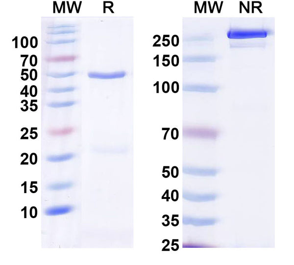 SDS-PAGE for Anti-Alg13 Antibody (N442/38)