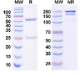 SDS-PAGE for Anti-Shank3 Antibody (N69/46)