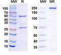 SDS-PAGE for Anti-Brevican Antibody (N294/21)