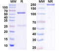 SDS-PAGE for Anti-Neuroligin-2 Antibody (L107/39)