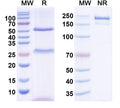 SDS-PAGE for Anti-Shank2 Antibody (N23B/9)