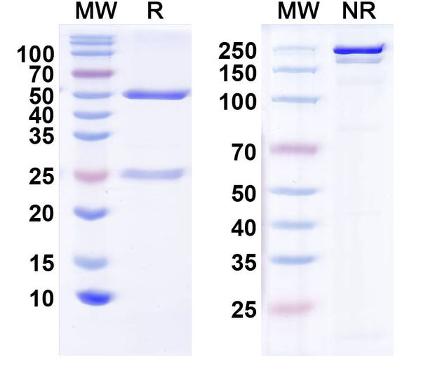 SDS-PAGE for Anti-CELF4/BRUNOL4 Antibody (N446/23)