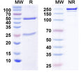 SDS-PAGE for Anti-CELF4/BRUNOL4 Antibody (N446/80)