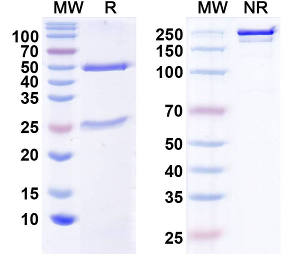 SDS-PAGE for Anti-CELF4/BRUNOL4 Antibody (N446/80)