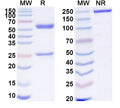 SDS-PAGE for Anti-Human TAFA1 Antibody (SAA1854)