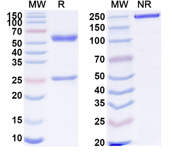 SDS-PAGE for Anti-Human TAFA1 Antibody (SAA1854)