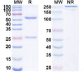 SDS-PAGE for Anti-Beclin-1 Antibody (N248A/15)