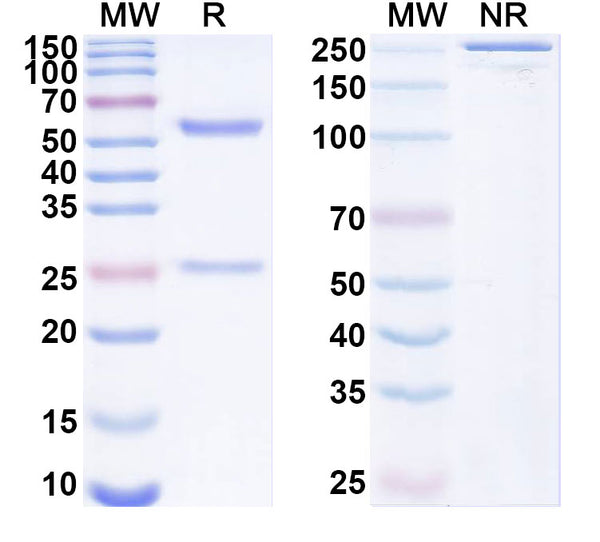 SDS-PAGE for Anti-Beclin-1 Antibody (N248A/15)