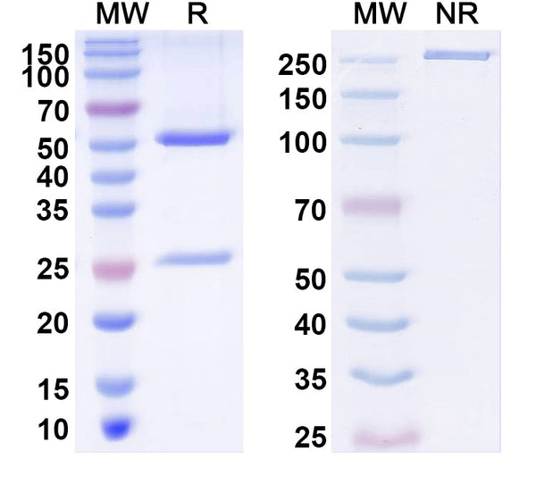 SDS-PAGE for Anti-Histone H1.8 Antibody (N287/67)