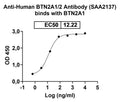 SDS-PAGE for Anti-Human BTN2A1/2 Antibody (SAA2137)