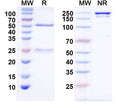 SDS-PAGE for Anti-Bral1 Antibody (N364/10)