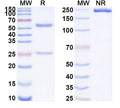 SDS-PAGE for Anti-Human AQP3 Antibody (SAA1873)