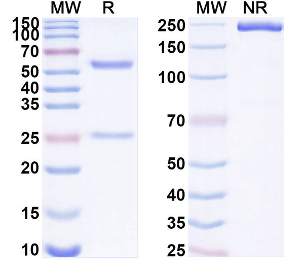 SDS-PAGE for Anti-Human AQP3 Antibody (SAA1873)