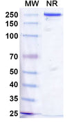 Anti-Human Natriuretic Peptide Receptor A/GC-A Reference Antibody (Vixticibart) – Figure 1 of 1