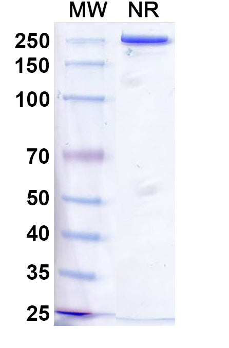 Anti-Human Natriuretic Peptide Receptor A/GC-A Reference Antibody (Vixticibart) – Figure 1 of 1