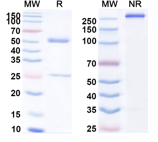 Anti-Human Siglec-2/CD22 Reference Antibody (Inotuzumab) – Figure 1 of 1