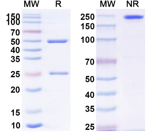 Anti-Human Siglec-2/CD22 Reference Antibody (Immurait-Ll2Mab) – Figure 1 of 1