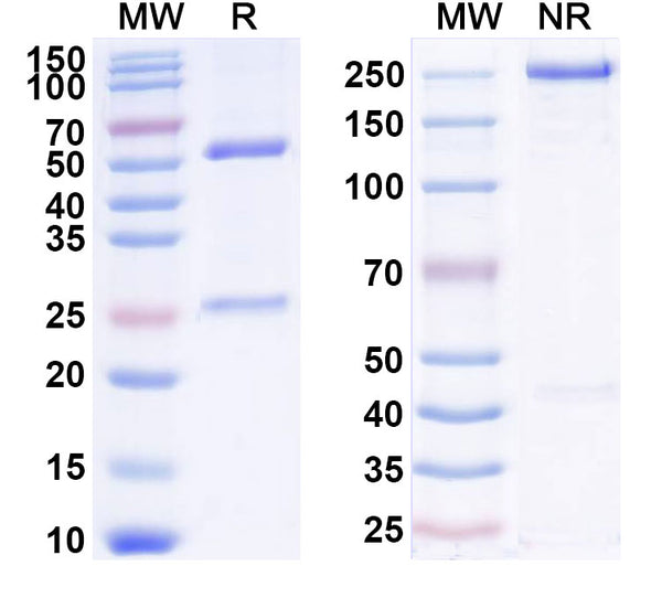 Anti-Human Siglec-2/CD22 Reference Antibody (Pinatuzumab) – Figure 1 of 1