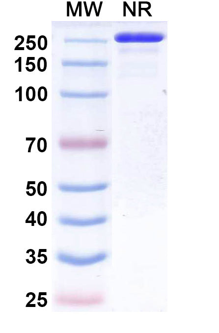Anti-Human Siglec-2/CD22 Reference Antibody (Suciraslimab) – Figure 1 of 1