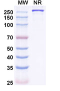 Anti-Human Siglec-2/CD22 Reference Antibody (Mozistobart) – Figure 1 of 1