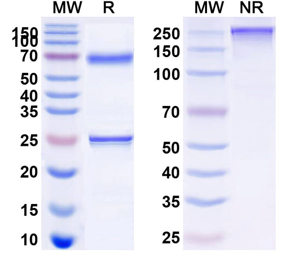 Anti-Human Siglec-2/CD22 Reference Antibody (Epratuzumab, Fc-silenced IgG1k) – Figure 1 of 1