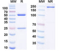 Anti-Human CD127/IL7R Reference Antibody (PF-06342674) – Figure 1 of 1