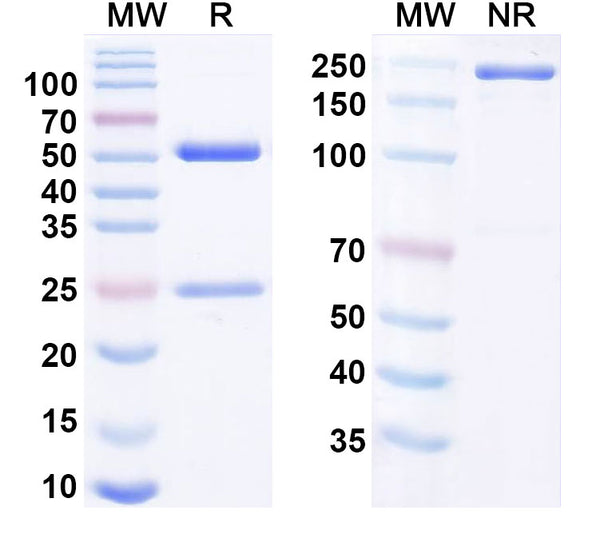Anti-Human CD127/IL7R Reference Antibody (PF-06342674) – Figure 1 of 1