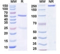 SDS-PAGE for Anti-Human CD127/IL7R Antibody (4A10)