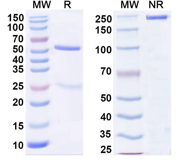 SDS-PAGE for Anti-Human CD127/IL7R Antibody (4A10)