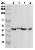Western blot analysis was performed using anti-CD82  polyclonal antibody at 1ug/mL on various samples.
Lane 1: Jurkat cell lysate
Lane 2: SW480 cell lysate
Lane 3: Mosue brain lysate
Lane 4: Rat brain lysate