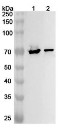 Western blot analysis was performed using anti-GRK4 polyclonal antibody at 1ug/mL on various samples.
Lane 1: Mouse brain lysate
Lane 2: Rat brain lysate