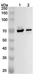 Western blot analysis was performed using anti-GRK4 polyclonal antibody at 1ug/mL on various samples.
Lane 1: Mouse brain lysate
Lane 2: Rat brain lysate