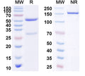 SDS-PAGE for Anti-Human CD106/VCAM1 Antibody (H6)