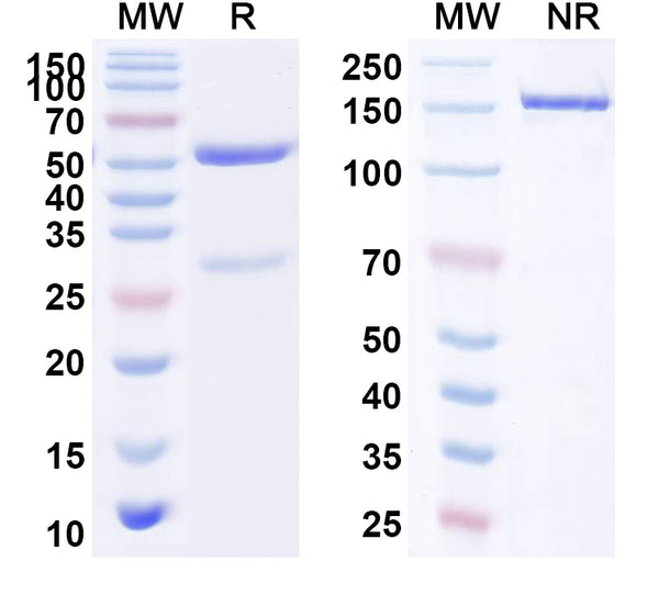 SDS-PAGE for Anti-Human CD106/VCAM1 Antibody (H6)