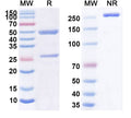 Anti-Human CD30/TNFRSF8 Reference Antibody (SGN-30) – Figure 1 of 1