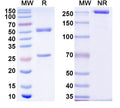 SDS-PAGE for Anti-Human ATF7 Antibody (SAA2119)