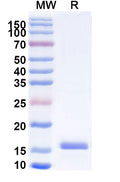 Recombinant Human CD197/CCR7 Protein, N-His