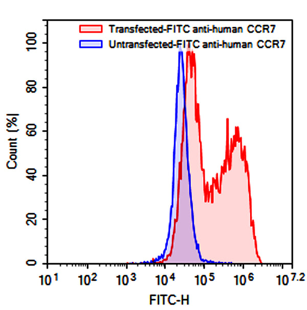 Flow-cytometry using FITC anti-human CCR7 antibody. Untransfected (Blue Histogram) or Transfected 293T cells (Red Histogram) were fixed and permeabilized, then stained with a FITC anti-human CCR7 antibody monoclonal antibody (Catalog # HB053117) at a concentration of 5 µg/ml for 30 mins at RT. After washing, cells analysed on a NovoCyte Flow Cytometer.